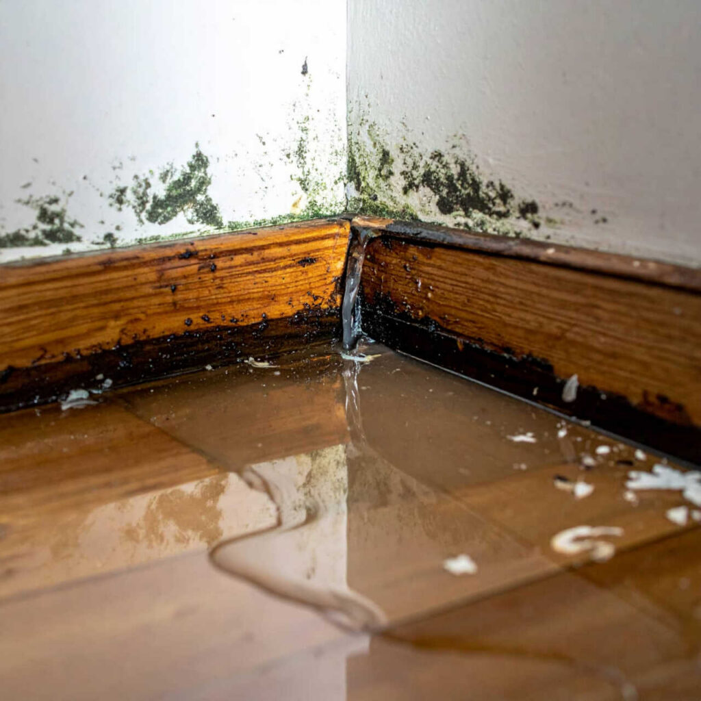 Mold and water damage in a corner with standing water on the floor.