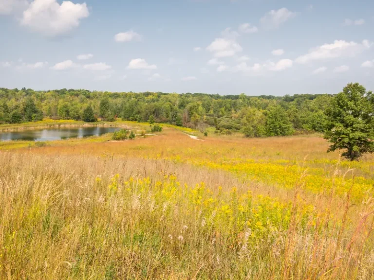 A grassy field with yellow wildflowers, a small pond, and a tree under a partly cloudy sky.
