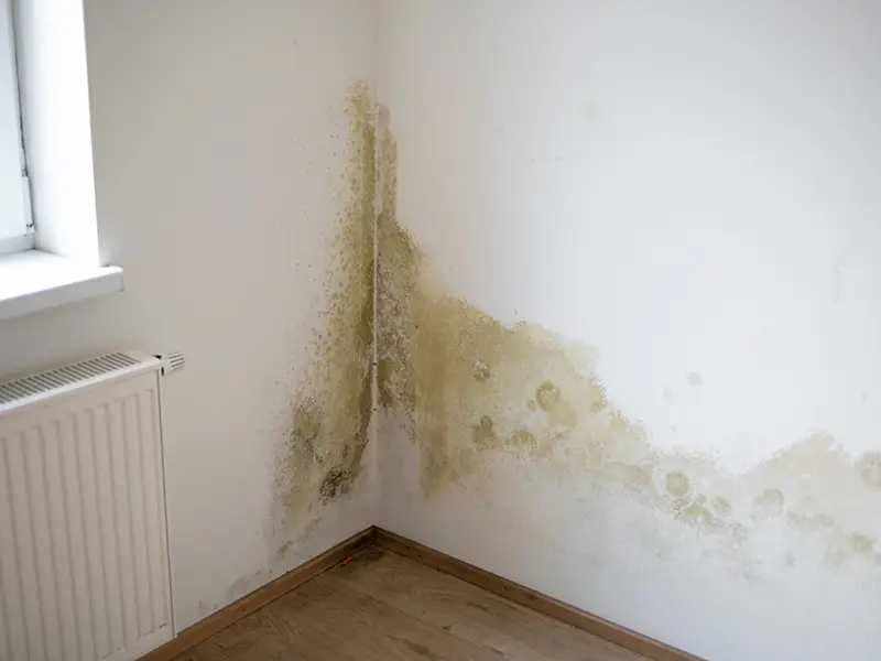 Mold and water damage on white walls in a room corner above wooden floor.