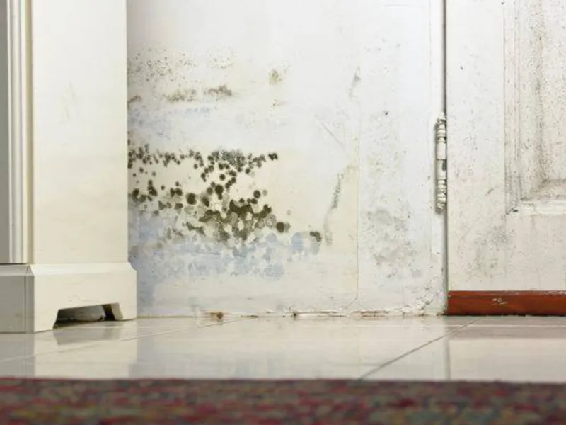 Black mold spots growing on a white wall near a door and tiled floor.